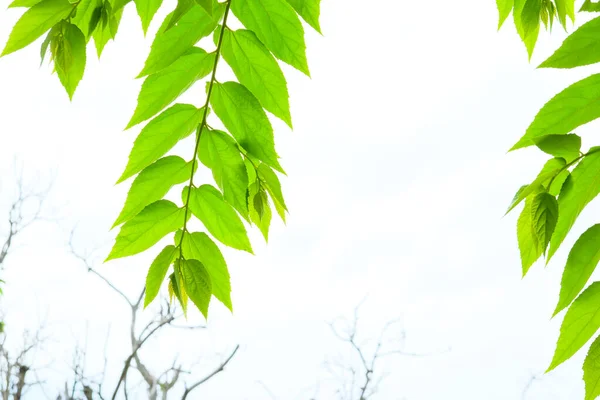 Bright Green Plant Leaves White Background —  Fotos de Stock