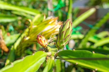 Dragon fruit buds on tree isolated on blurred background