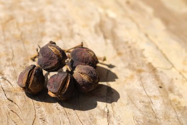 Jatropha dried fruit seeds on brown wooden background