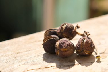 Dried jatropha seeds on a wooden table on a blurred background