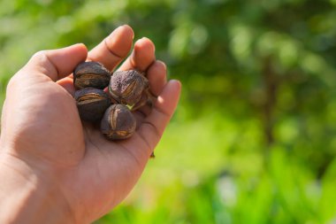 Dried Jatropha fruit in man's hands on blurred background
