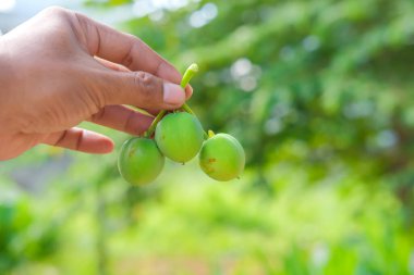 Jatropha fruit in Asian man hands on blurred background