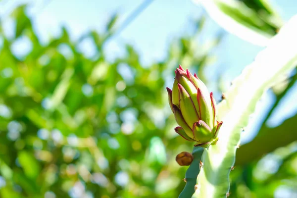 Dragon Fruit Buds Tree Isolated Blurred Background — Fotografia de Stock