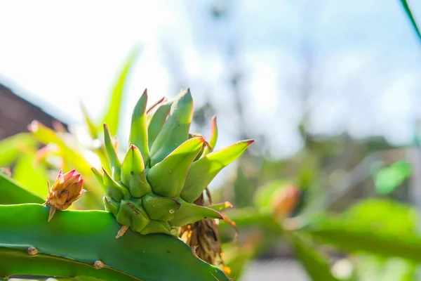 Dragon Fruit Buds Tree Isolated Blurred Background — 스톡 사진