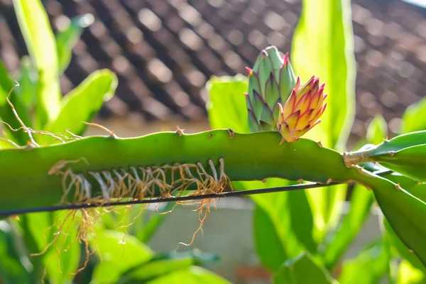 Dragon Fruit Buds Tree Isolated Blurred Background — Stock Fotó