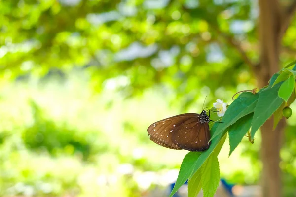 Black Butterfly Perched Tree Leaves — 스톡 사진