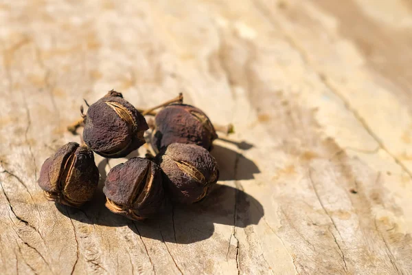 Jatropha Dried Fruit Seeds Brown Wooden Background — Φωτογραφία Αρχείου