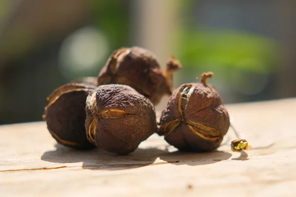 Dried Jatropha Seeds Wooden Table Blurred Background — Foto Stock