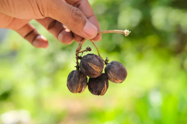 Dried Jatropha Fruit Man Hands Blurred Background — Foto Stock