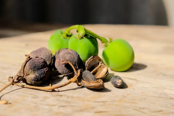 Dried and green castor fruit on wooden table on blurred background