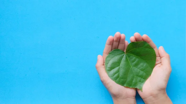 Hand holding heart from the natural leaf on a light blue background, health care, love, organ donation, family insurance, world heart day, world health day