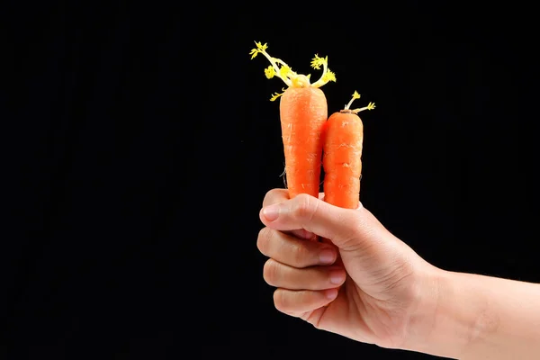 Cenouras Germinadas Nas Mãos Mulher Isoladas Fundo Preto Condições Armazenamento — Fotografia de Stock