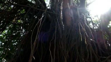 Banyan ağaç kökleri güneş ışığının arka planına yukarıdan sarkıyor