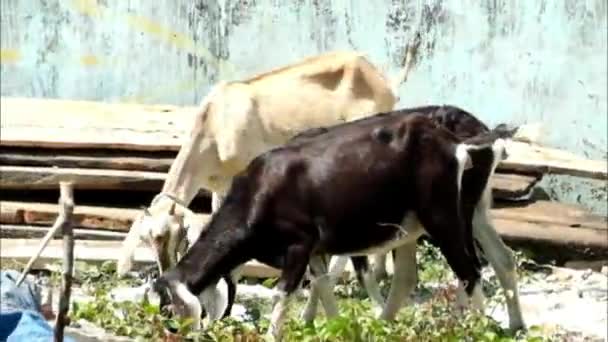 Foco Seletivo Cabras Machos Fêmeas Comendo Grama Fazenda — Vídeo de Stock
