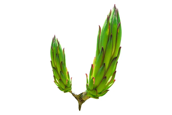 Dragon Fruit Buds Tree Isolated White Background Clipping Pathdragon Fruit — Stock Photo, Image