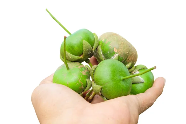 Pedada meyvesi (Sonneratia caseolaris) insan eliyle izole edilmiş beyaz arka planda kesme yolu ile