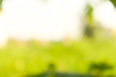 Bulanık güneş ışığı soyut bokeh ile yapraklı yeşil arkaplan