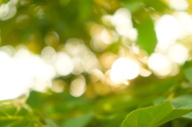 Bulanık güneş ışığı soyut bokeh ile yapraklı yeşil arkaplan