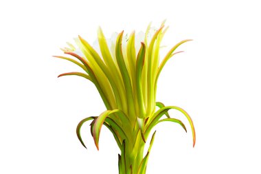 Beyaz arka planda kırpma yolu ile yalıtılmış çiçek açan ejderha meyvesi