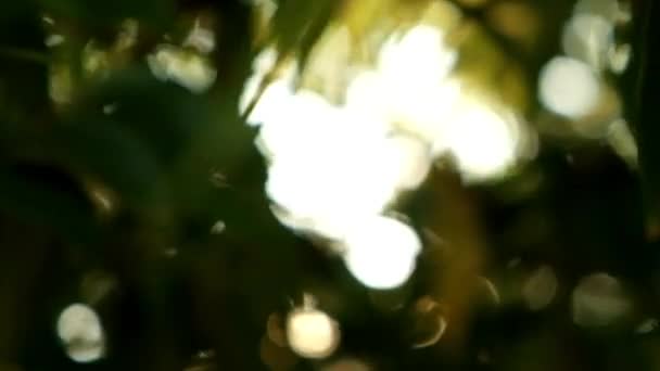Blattgrüner Hintergrund Mit Verschwommenem Sonnenlicht Abstraktes Bokeh — Stockvideo