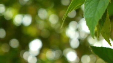 Bulanık güneş ışığı soyut bokeh ile yapraklı yeşil arkaplan