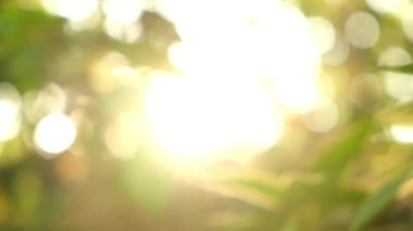 Bulanık güneş ışığı soyut bokeh ile yapraklı yeşil arkaplan