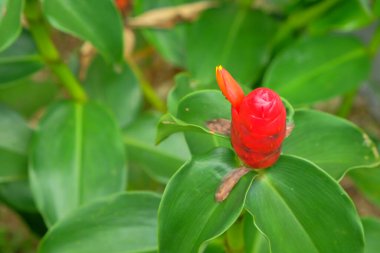 Pacing pentul bitkisi (kostus speciosus) keşif kabilesine ait tıbbi bir bitkidir..