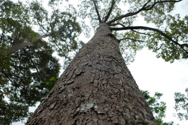 Arka planda durian ağaç gövdesinin alçak açısı