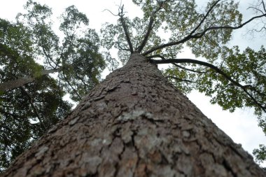 Arka planda durian ağaç gövdesinin alçak açısı
