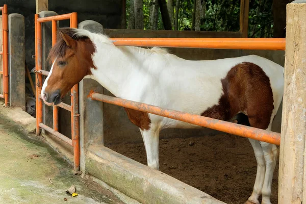 Beautiful purebred horse at the stable door. Foal at the stable door. Horse ranch.