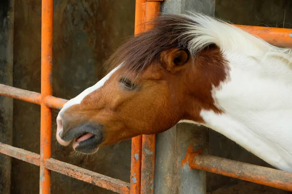 Beautiful purebred horse at the stable door. Foal at the stable door. Horse ranch.