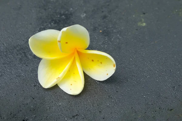 The frangipani flowers fall on the black floor