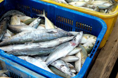 Pazarda satılık balıkçı sepetinde bir grup uskumru.