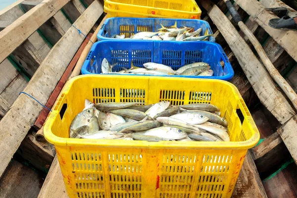 有选择地把重点放在市场上出售的渔船上的一组篮子里的鲭鱼 — 图库照片