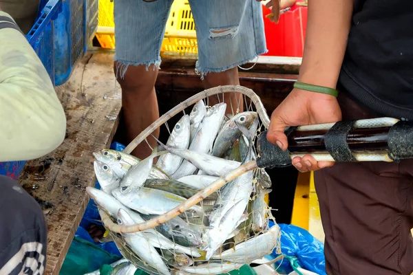 Pescado Fresco Recién Llegado Del Mar Capturado Por Los Pescadores — Foto de Stock