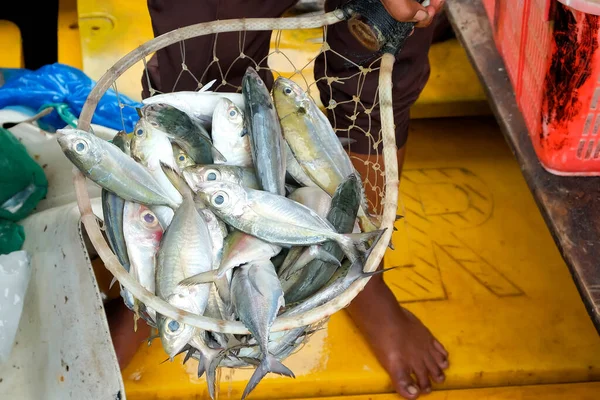 Pescado Fresco Recién Llegado Del Mar Capturado Por Los Pescadores — Foto de Stock