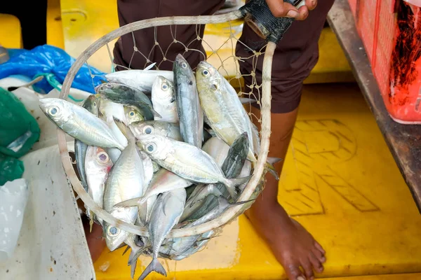 Grupo Caballa Redes Pesca Para Venta Mercado — Foto de Stock