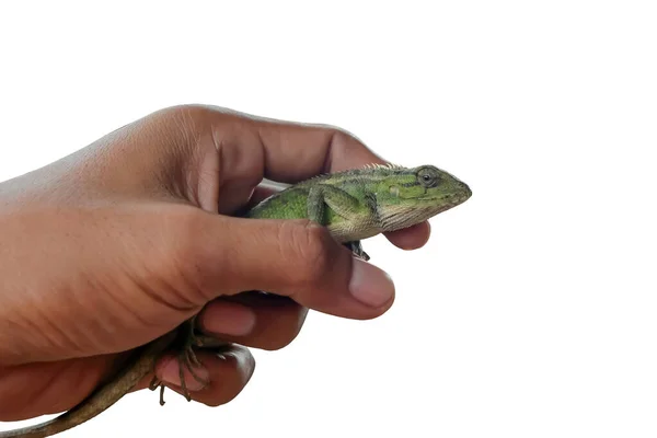 Hagedis Kameleon Mensenhand Met Wit Knippad Dierenreptiel — Stockfoto