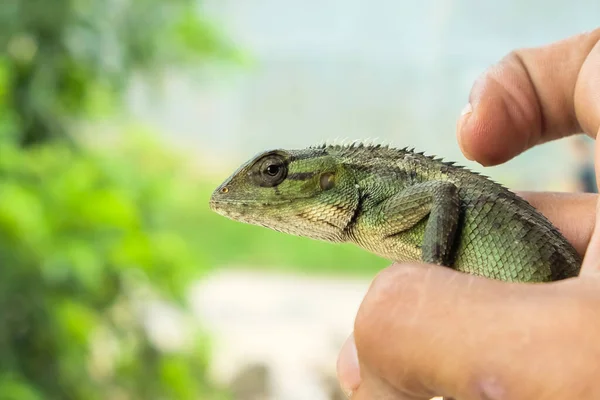 Lizard or pet chameleon in human hands on blurred background, Pet reptile.