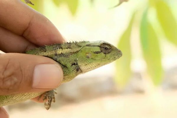 Lizard or pet chameleon in human hands on blurred background, Pet reptile.