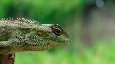 Parlak yeşil bukalemun kafasının yakın plan görüntüsü bulanık arkaplanda izole edilmiş.