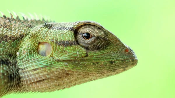 Close Bright Green Chameleon Head Isolated Blurred Background — Stock Photo, Image