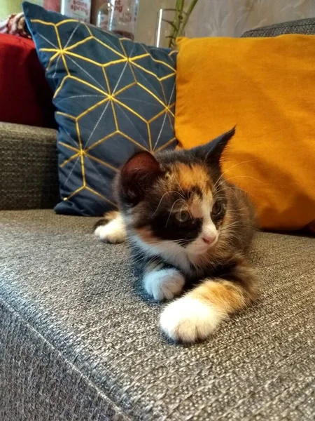 Gato Tricolor Está Deitado Sofá Cinza Casa Lado Travesseiro Amarelo — Fotografia de Stock