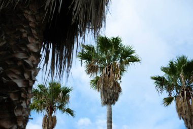 Palmera de Canarias en el paraiso