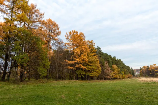 Día Nublado Prado Cerca Del Bosque Otoño Imagen de stock