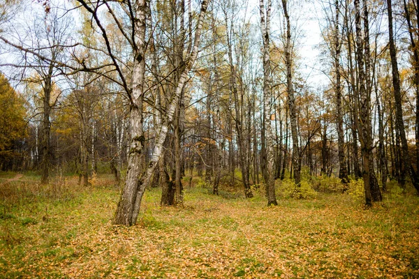 Autum Dorado Bosque Abedul Imagen de stock