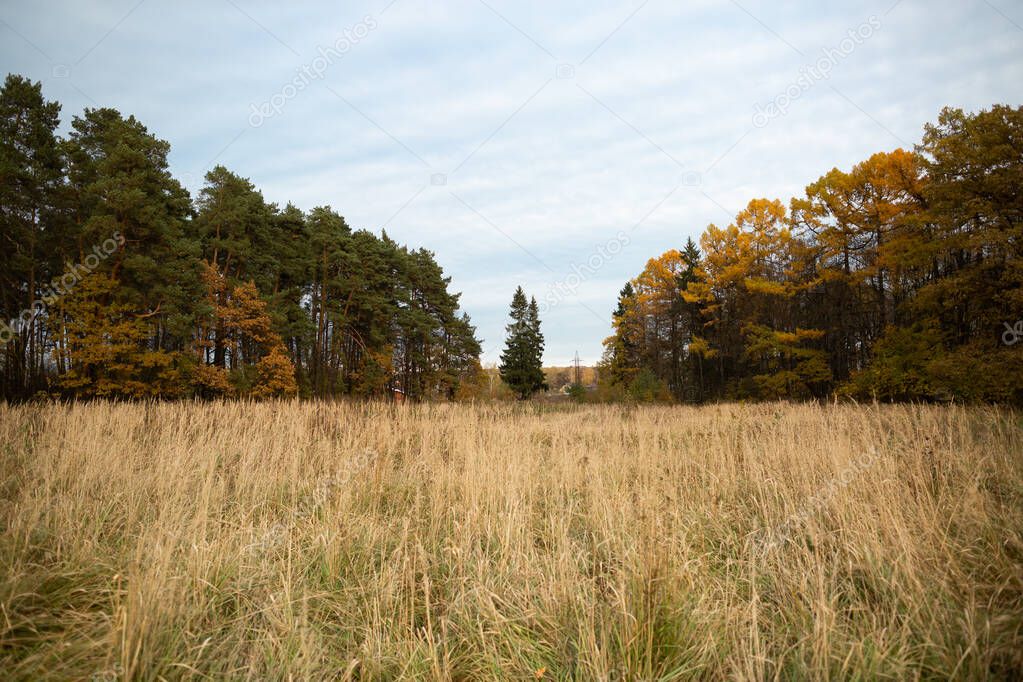 Lonely fir-tree among pine-trees and larch-trees in autumn field.