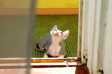 Kel şirin sfenks kedisi.