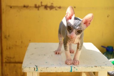 Kel şirin sfenks kedisi.