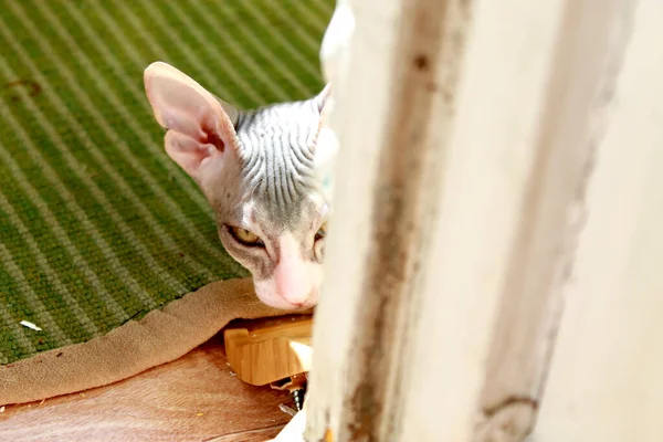 Bald Cute Sphynx Cat — Stock Photo, Image